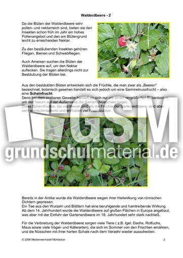 Walderdbeere-2.pdf